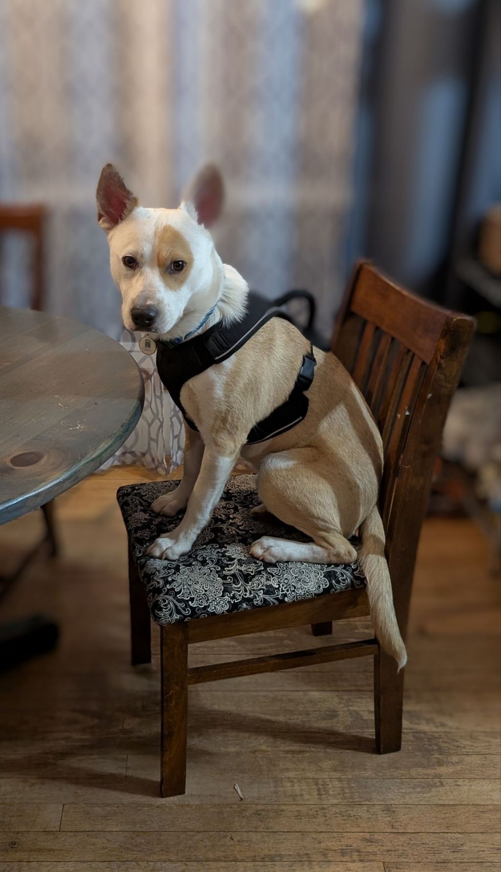 Charlie, a tan and white dog in a black harness, sitting on a wooden dining chair at the kitchen table